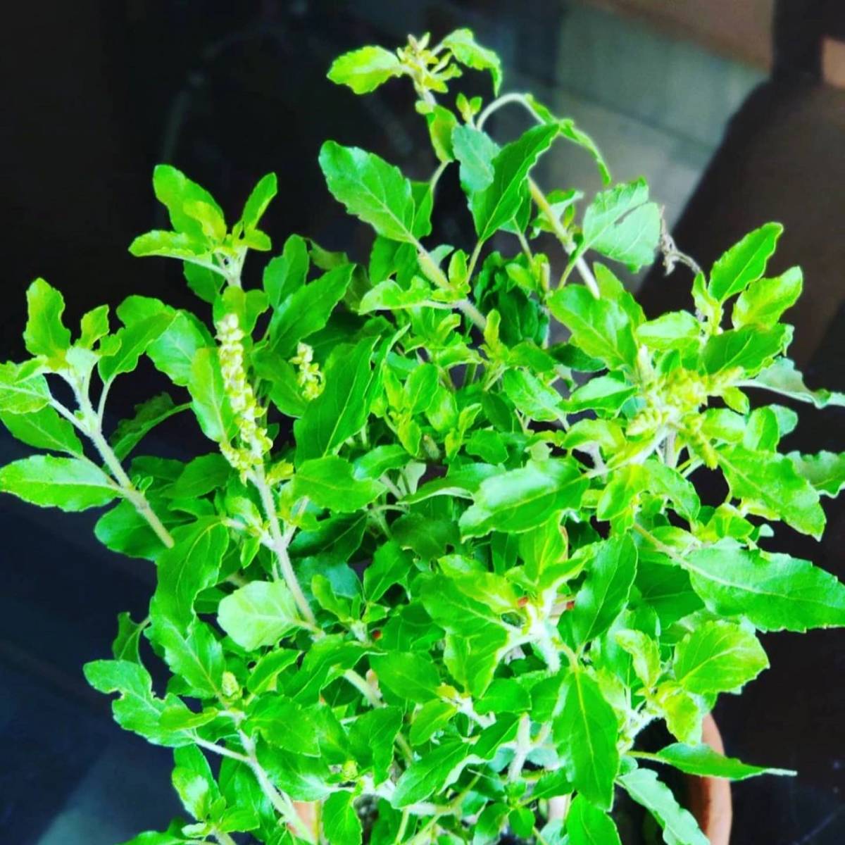 শাস্ত্র অনুসারে, তুলসীর কাছে ময়লা বা আবর্জনা রাখলে পরিবেশ দূষিত হয়। এতে ঘরে নেতিবাচক শক্তি আসে এবং আর্থিক ক্ষতির সম্ভাবনা বেড়ে যায়। তাই তুলসীর কাছে কখনও আবর্জনা রাখবেন না।