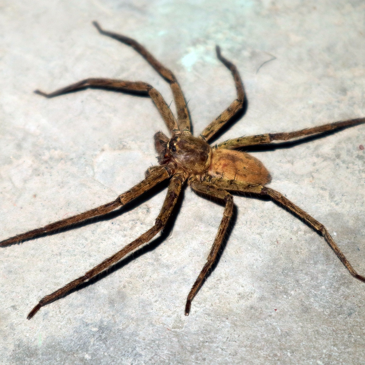 Spider makorsha