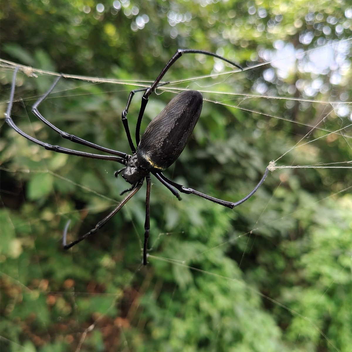 Spider makorsha