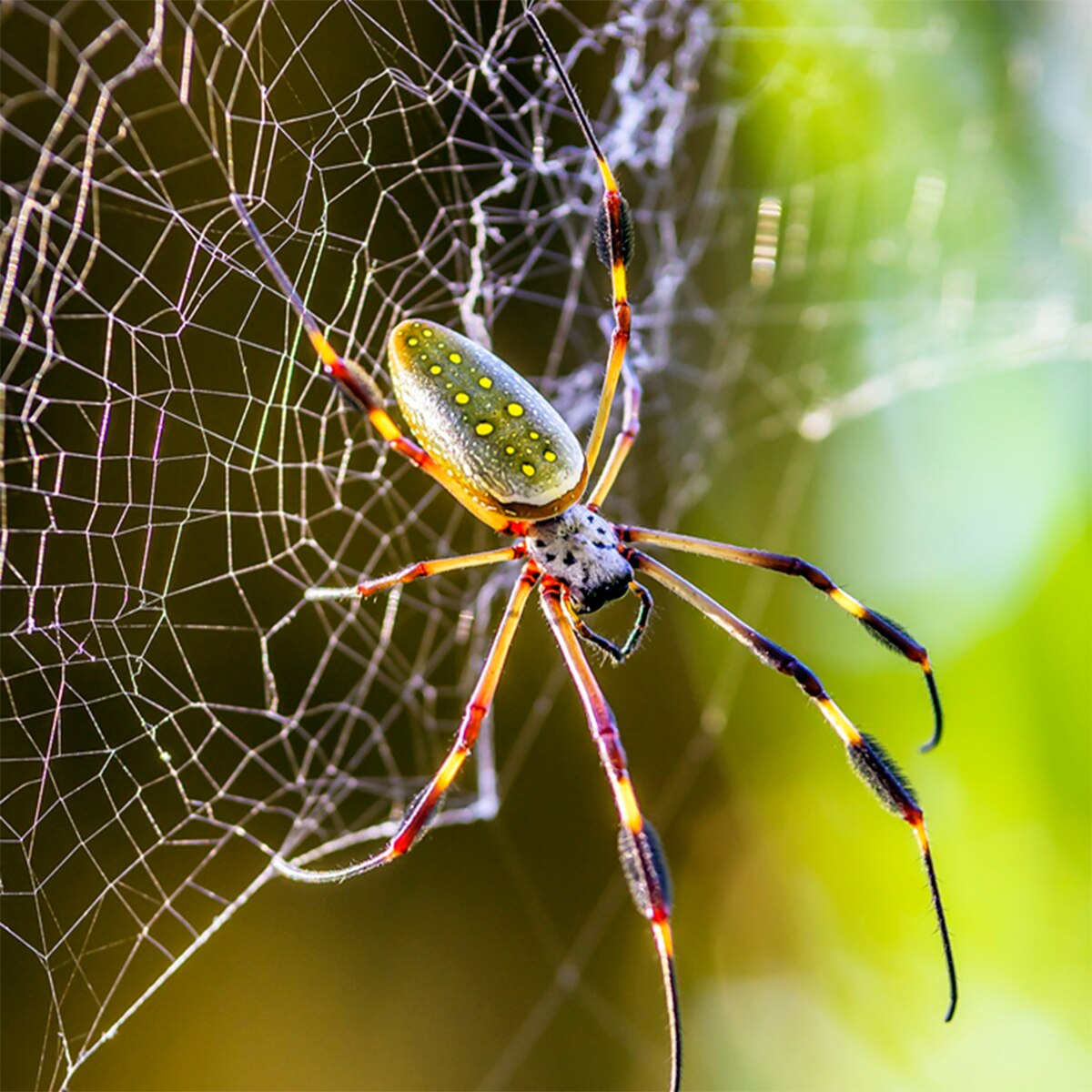 Spider makorsha