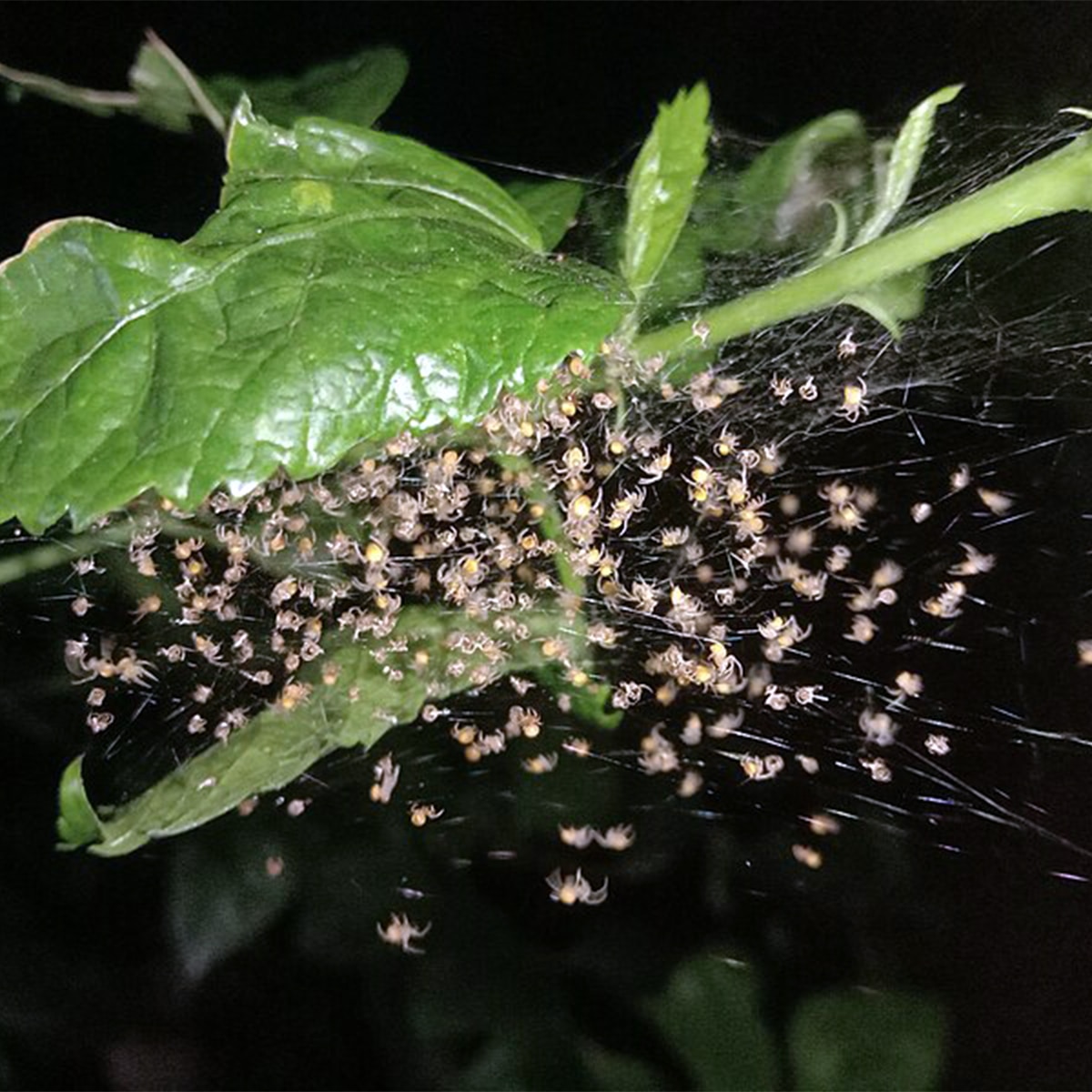 Spider makorsha