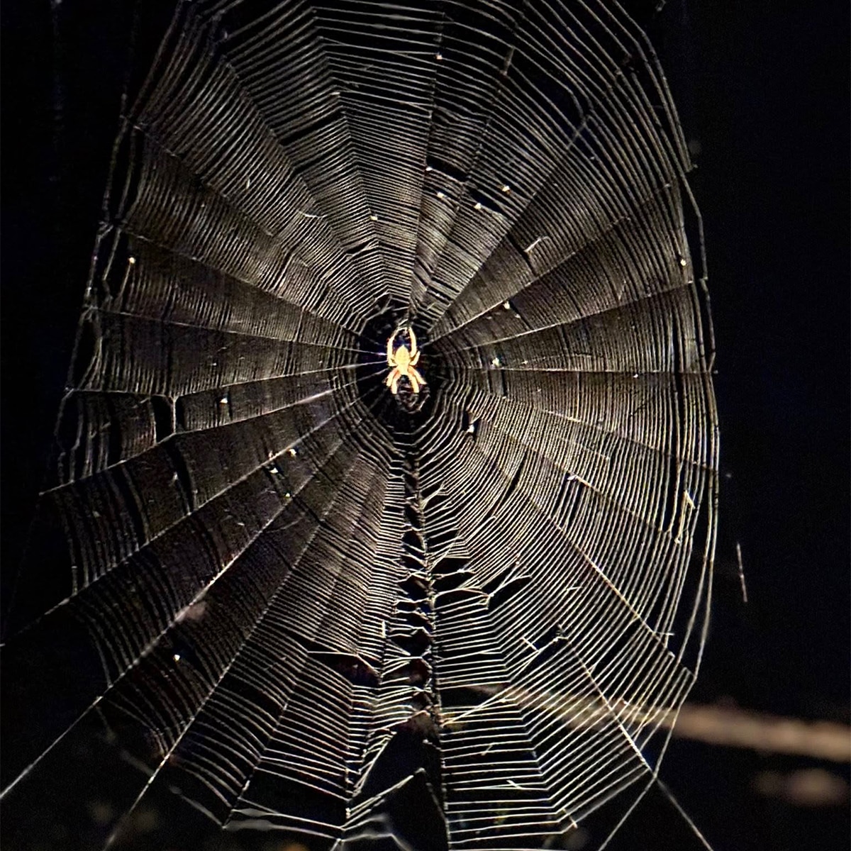 Spider makorsha