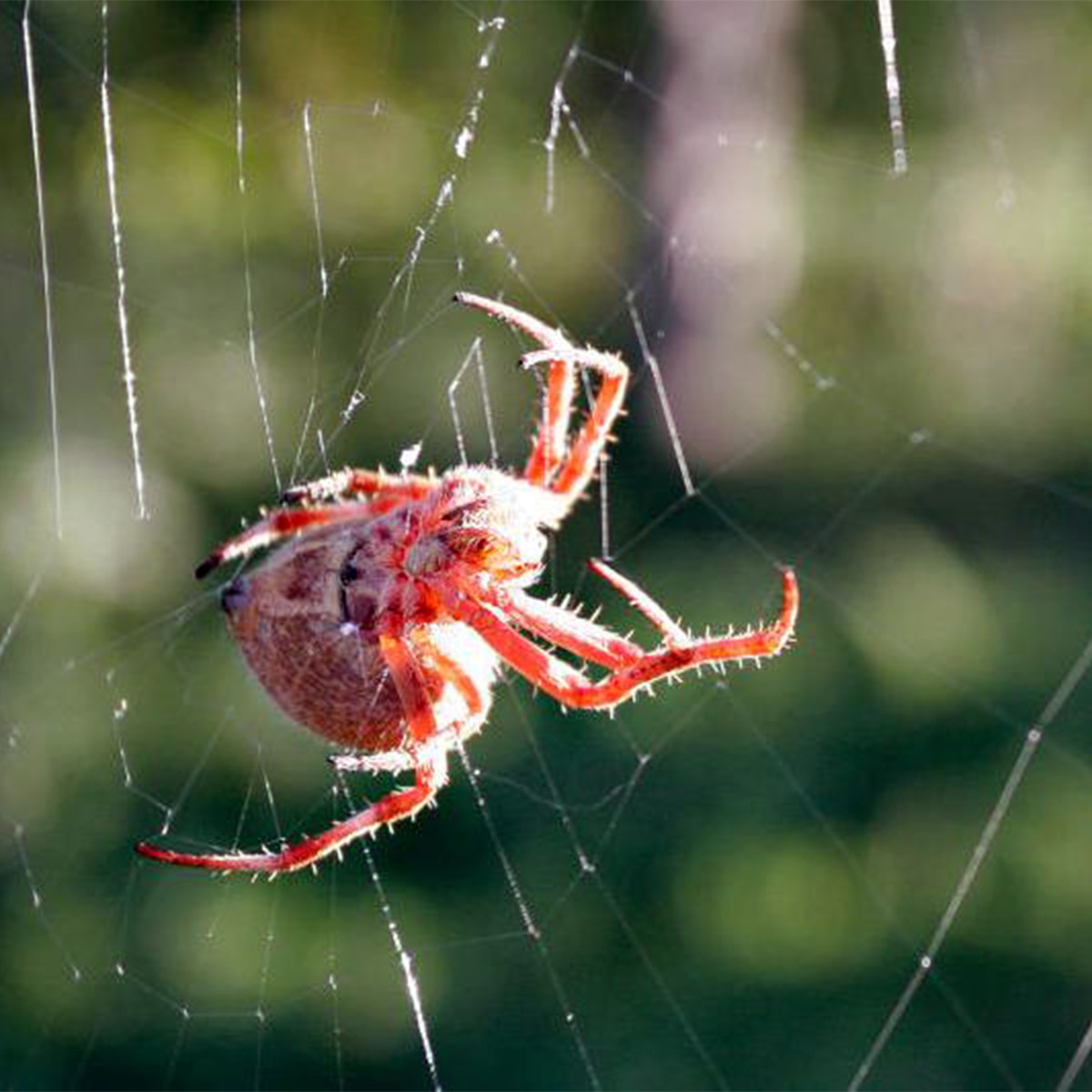 Spider makorsha