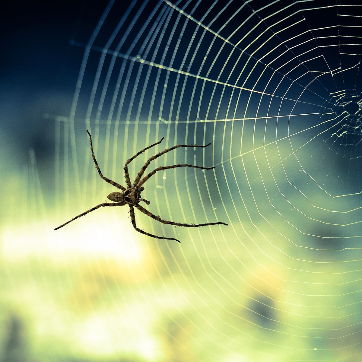 Spider makorsha
