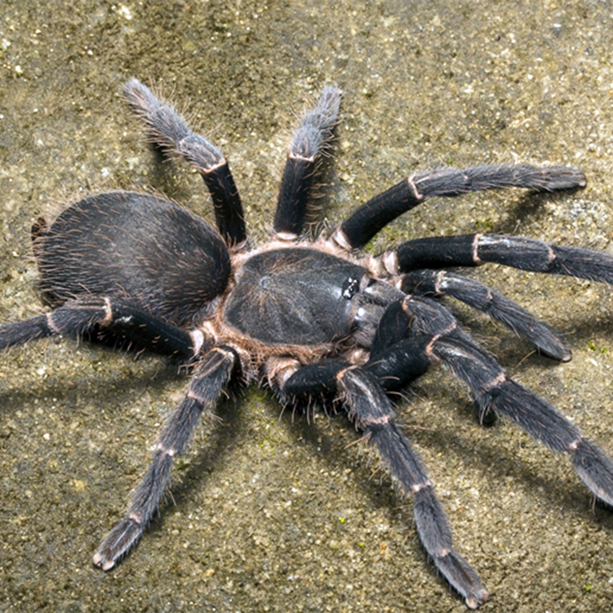 Spider makorsha