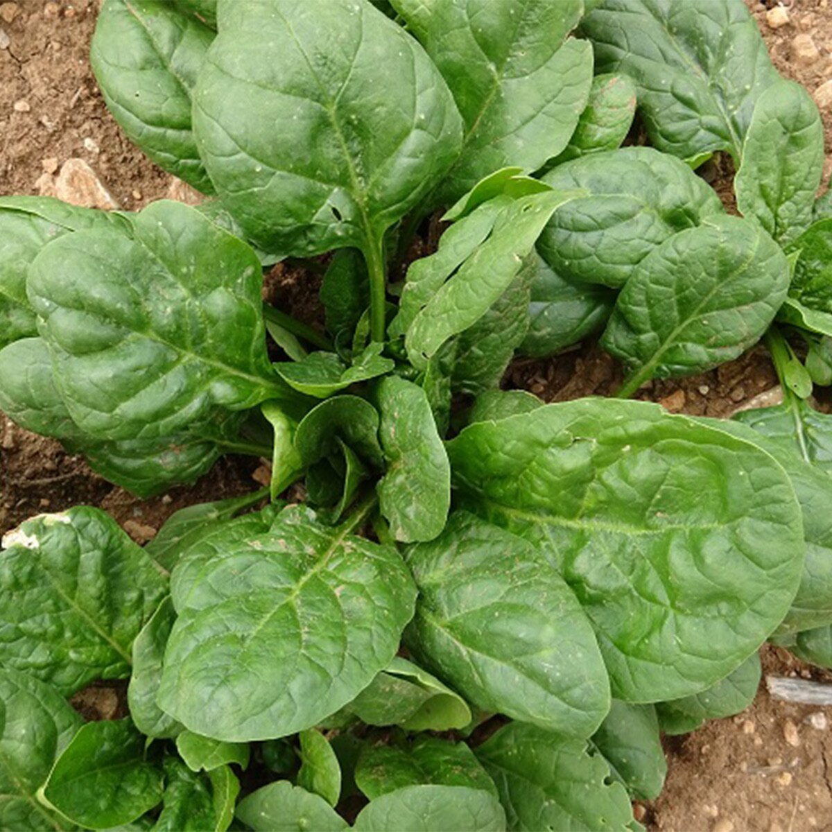  Spinach Farming