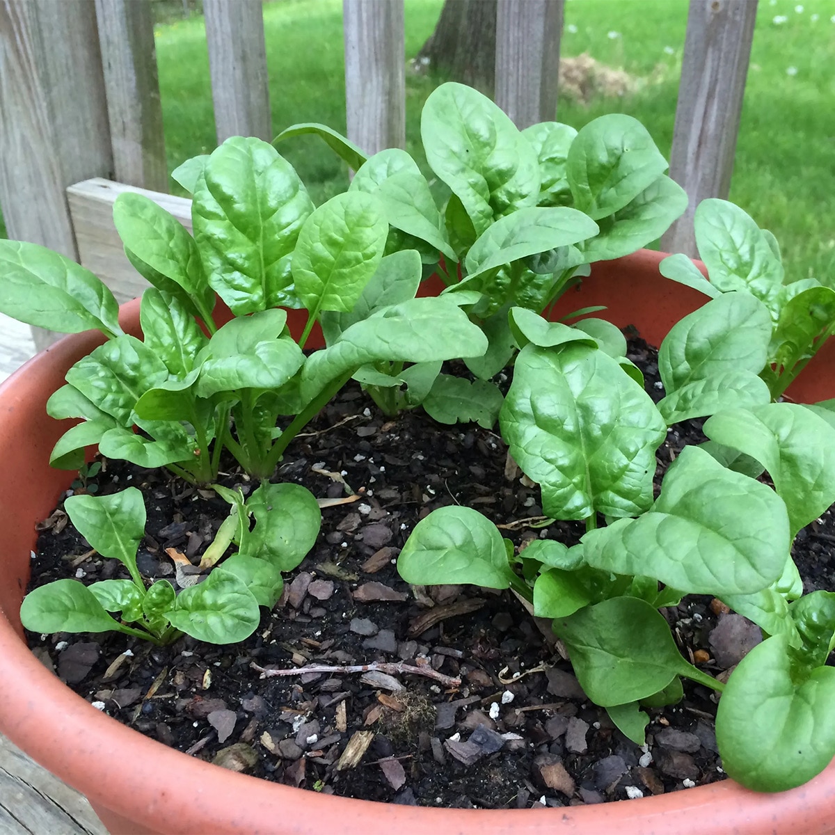  Spinach Farming