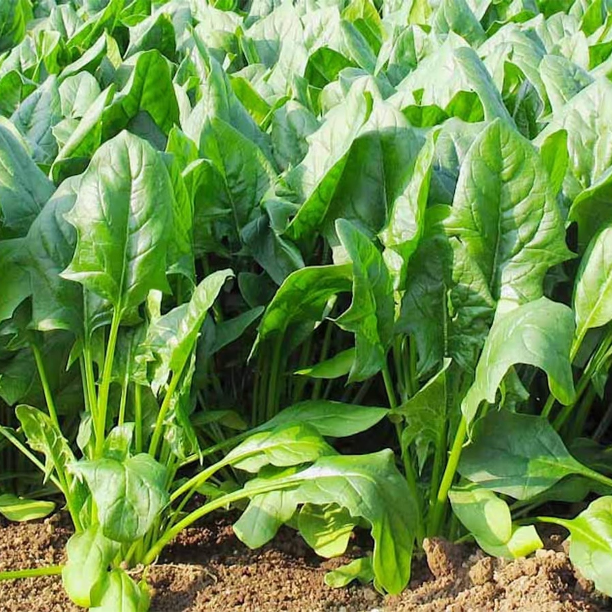  Spinach Farming