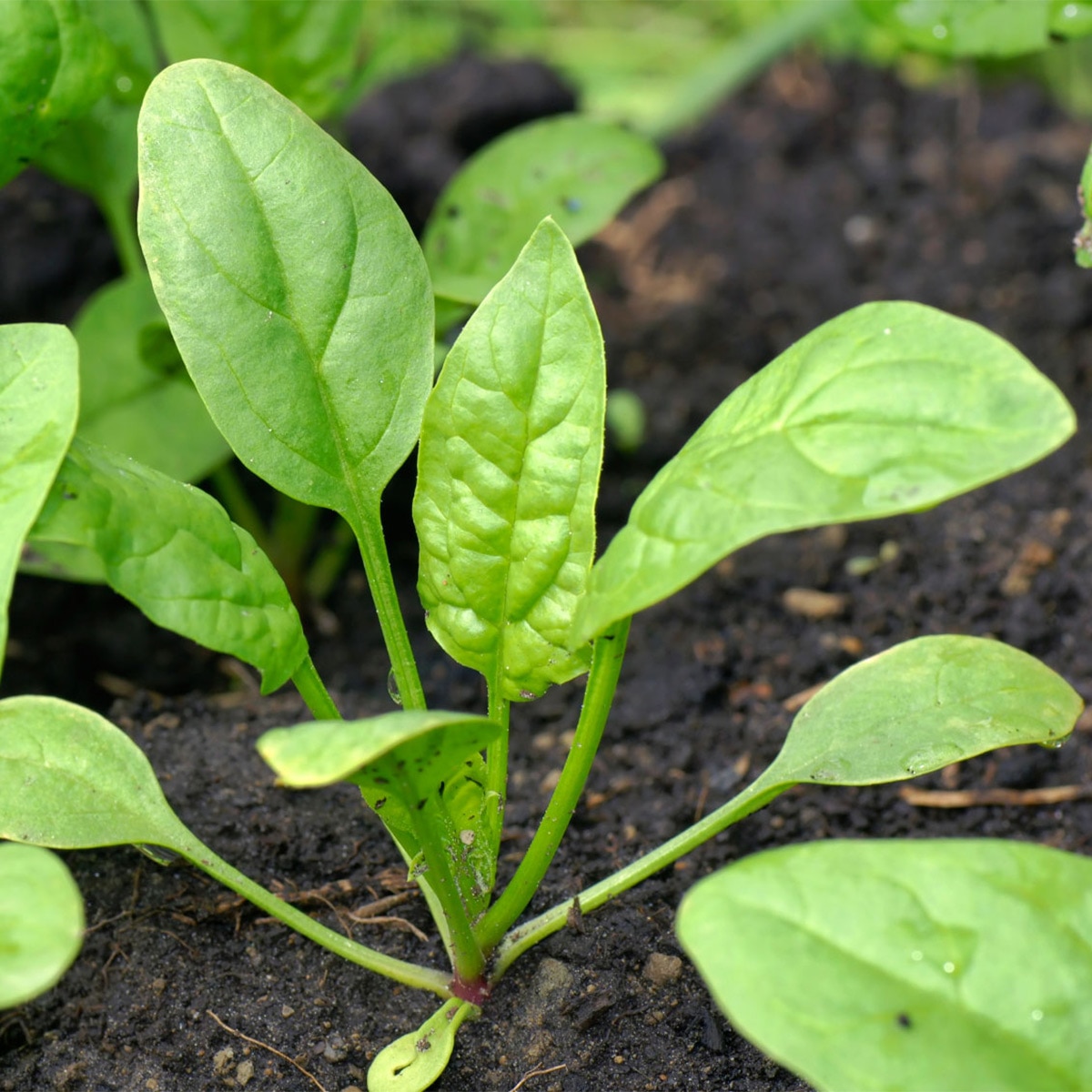  Spinach Farming