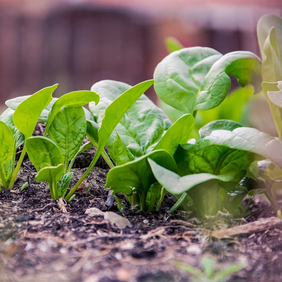  Spinach Farming