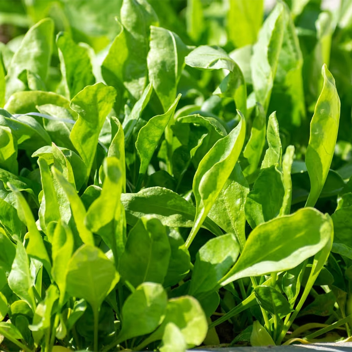  Spinach Farming
