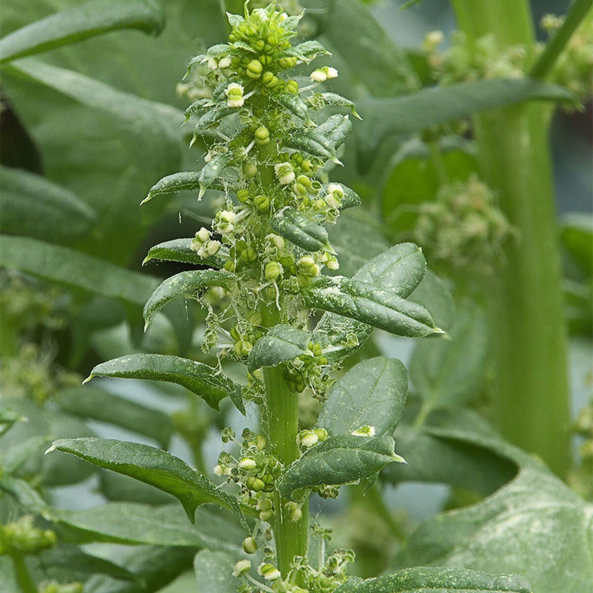  Spinach Farming