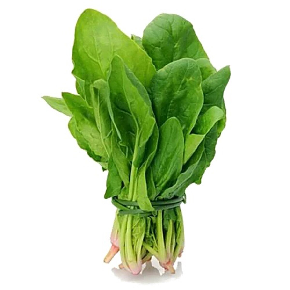  Spinach Farming
