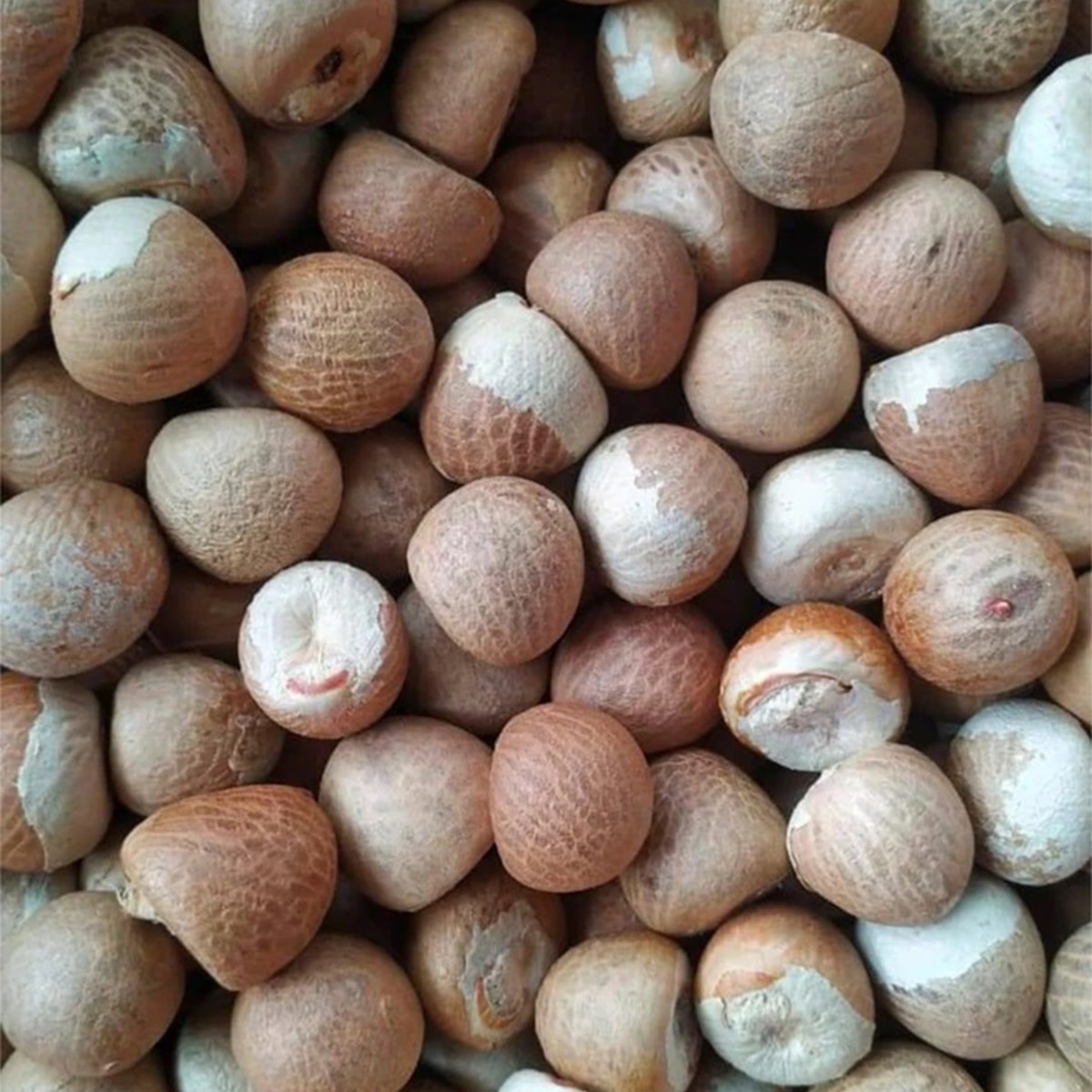 Supari betel nuts