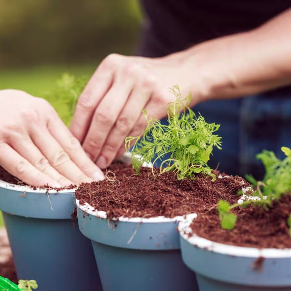 Tea Leaf Fertilizer