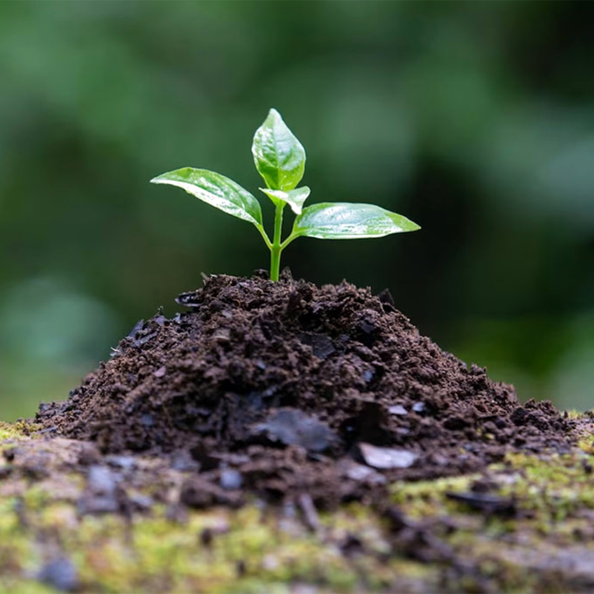 Tea Leaf Fertilizer