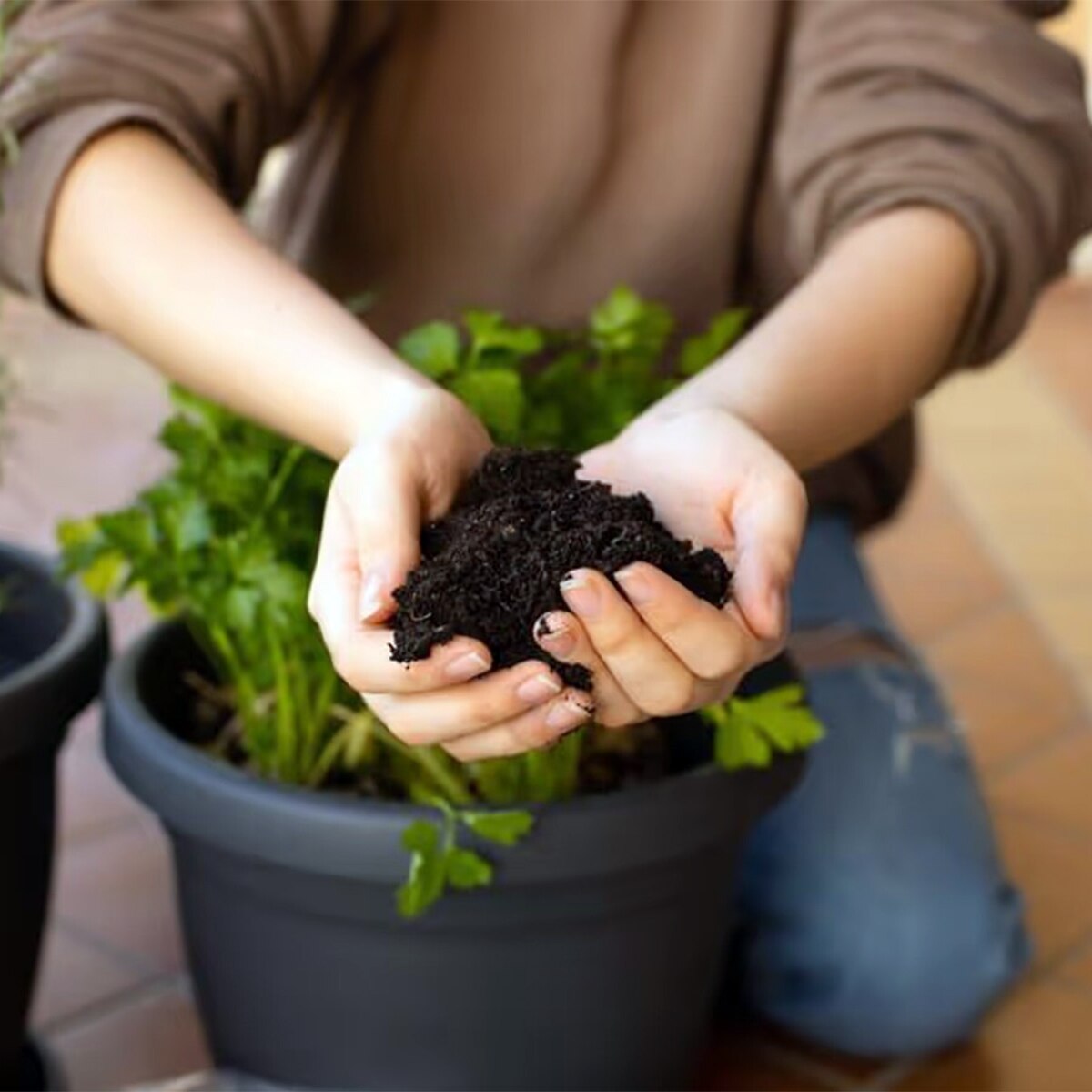 Tea Leaf Fertilizer