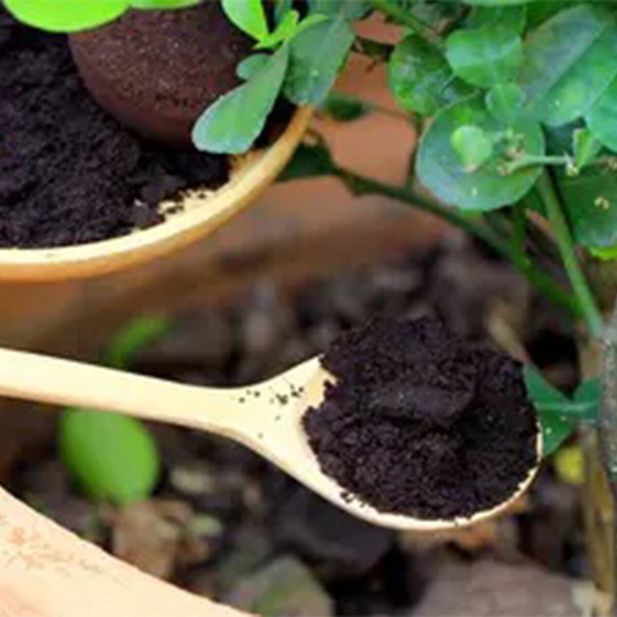 Tea Leaf Fertilizer