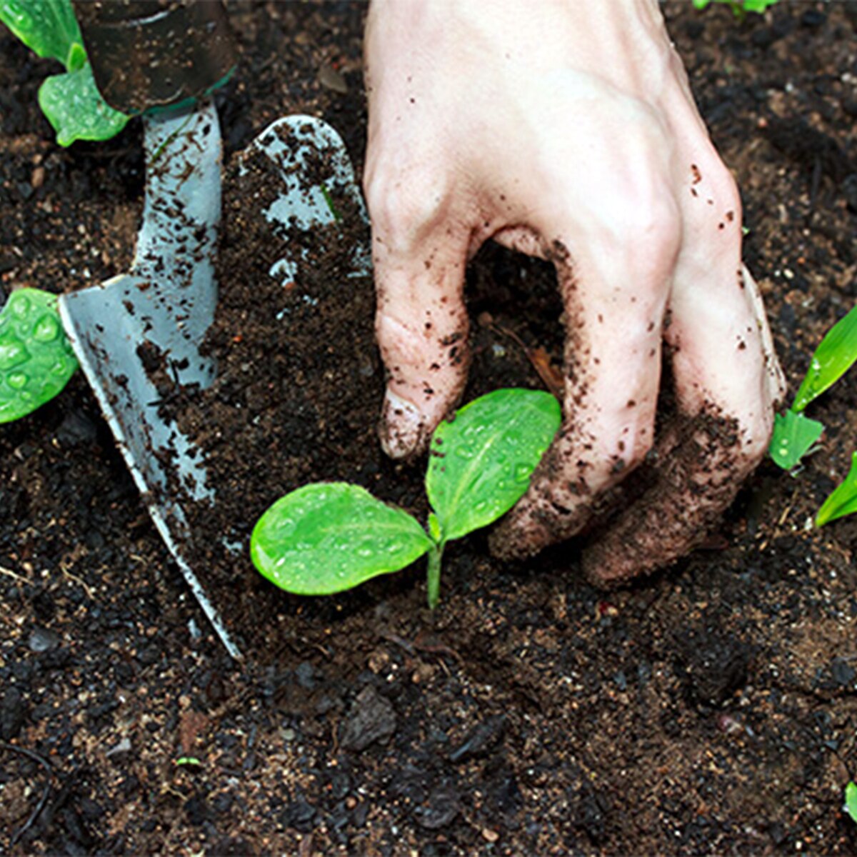 Tea Leaf Fertilizer