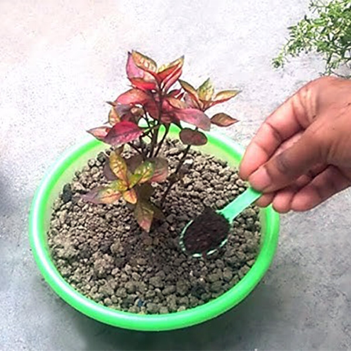 Tea Leaf Fertilizer
