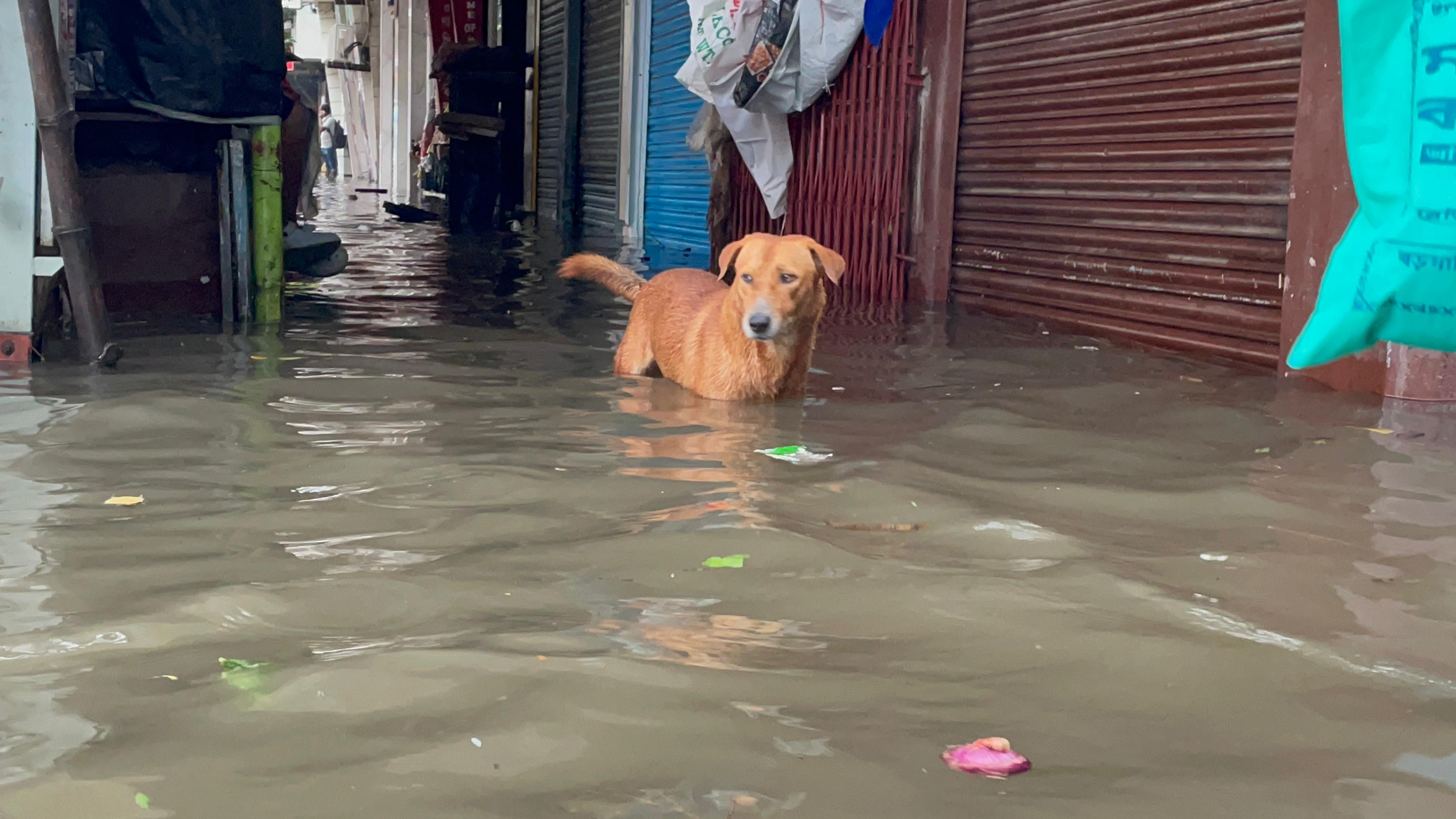 নিম্নচাপের প্রভাবেই বৃষ্টি হয়েছে