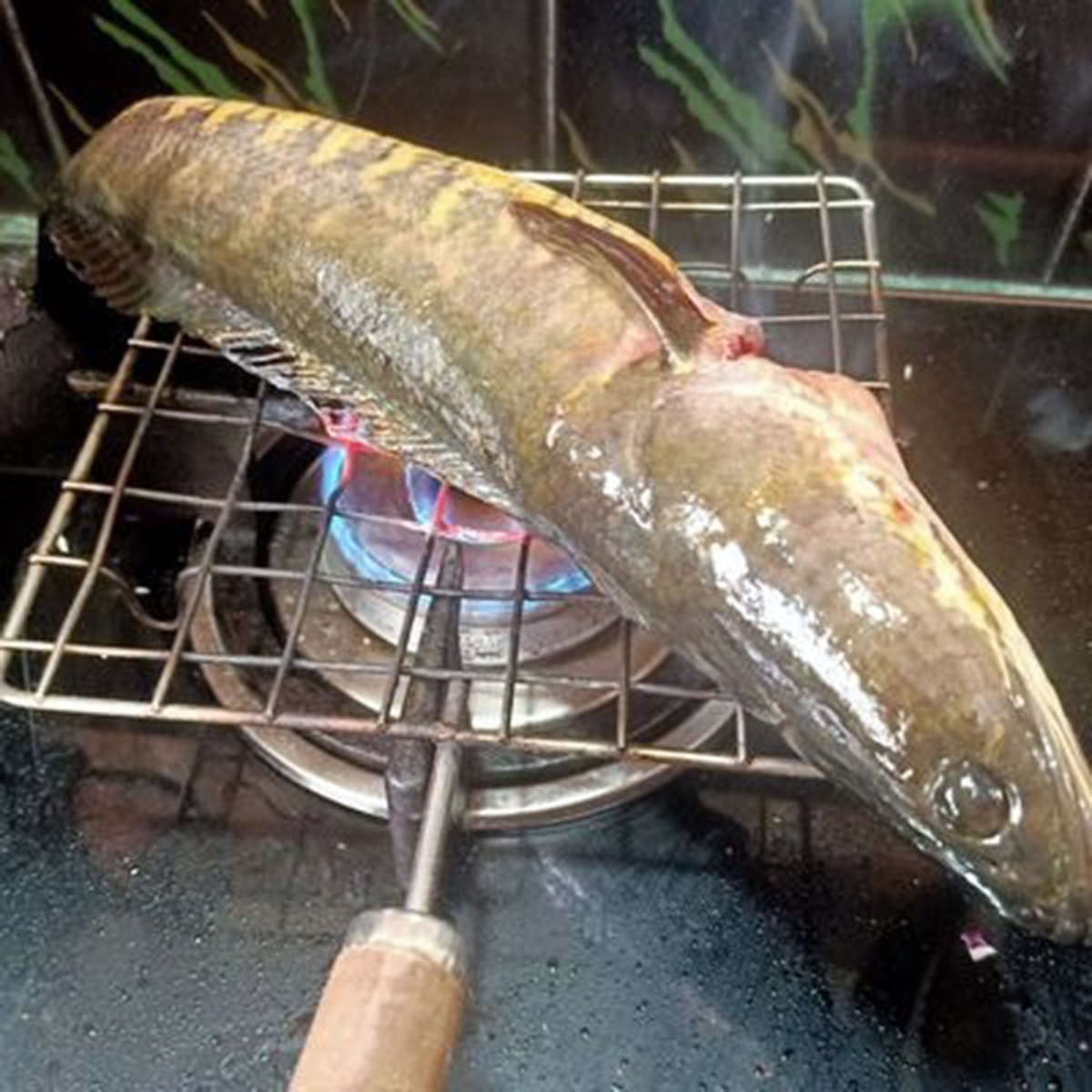 পোড়া শোল