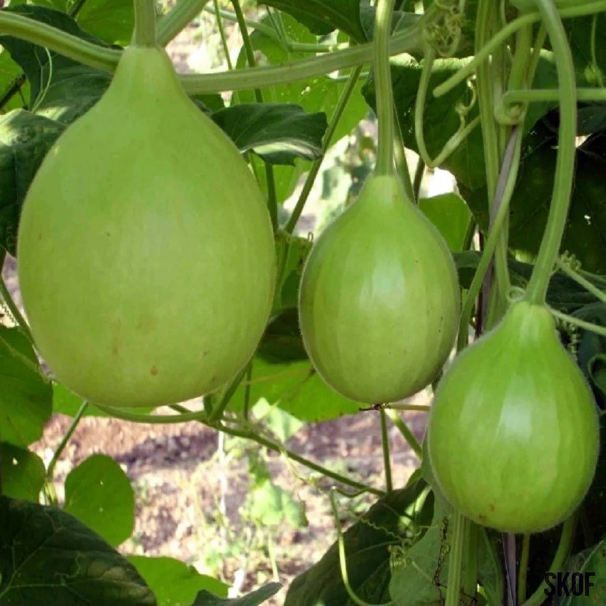 লাউ পকোড়া লাউ পকোড়া