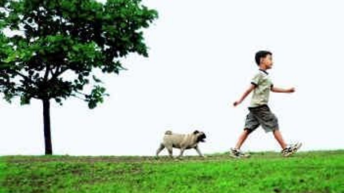 হাচের পাগ হাচের পাগ