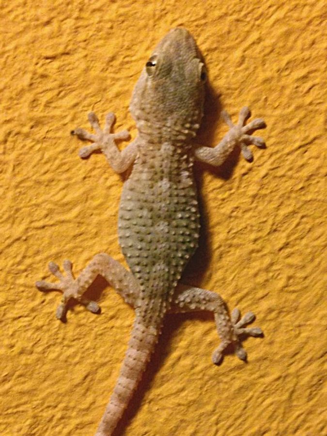 ঘন ঘন ডাক ঘন ঘন ডাক