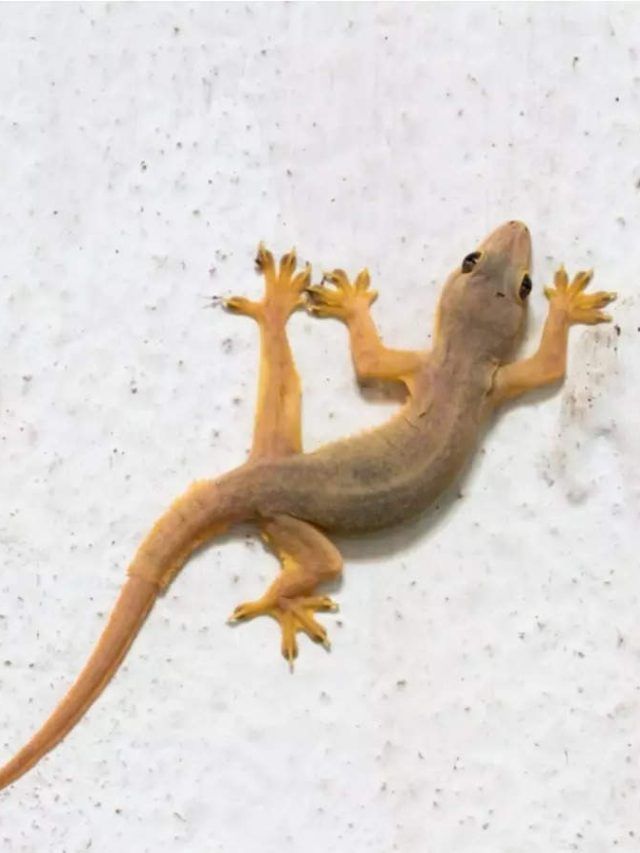 টিকটিকির ডাক টিকটিকির ডাক