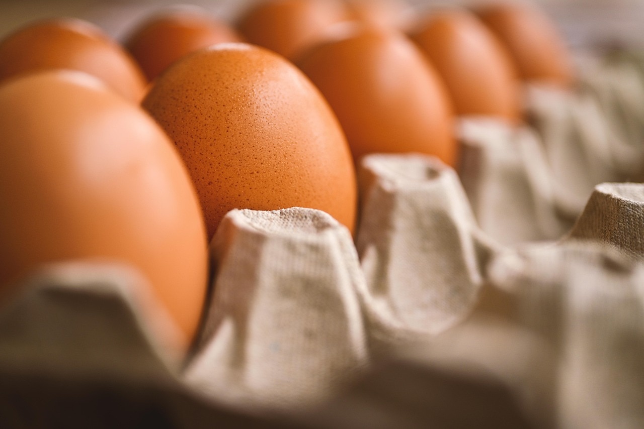 Real vs Fake Egg 