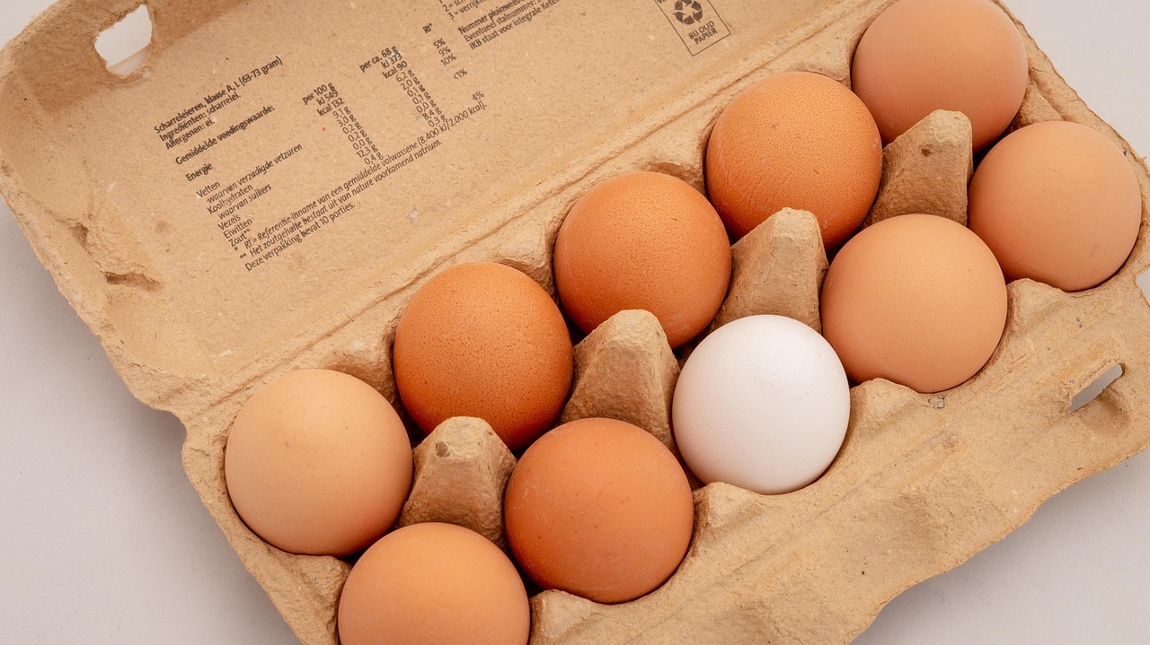 Real vs Fake Egg 