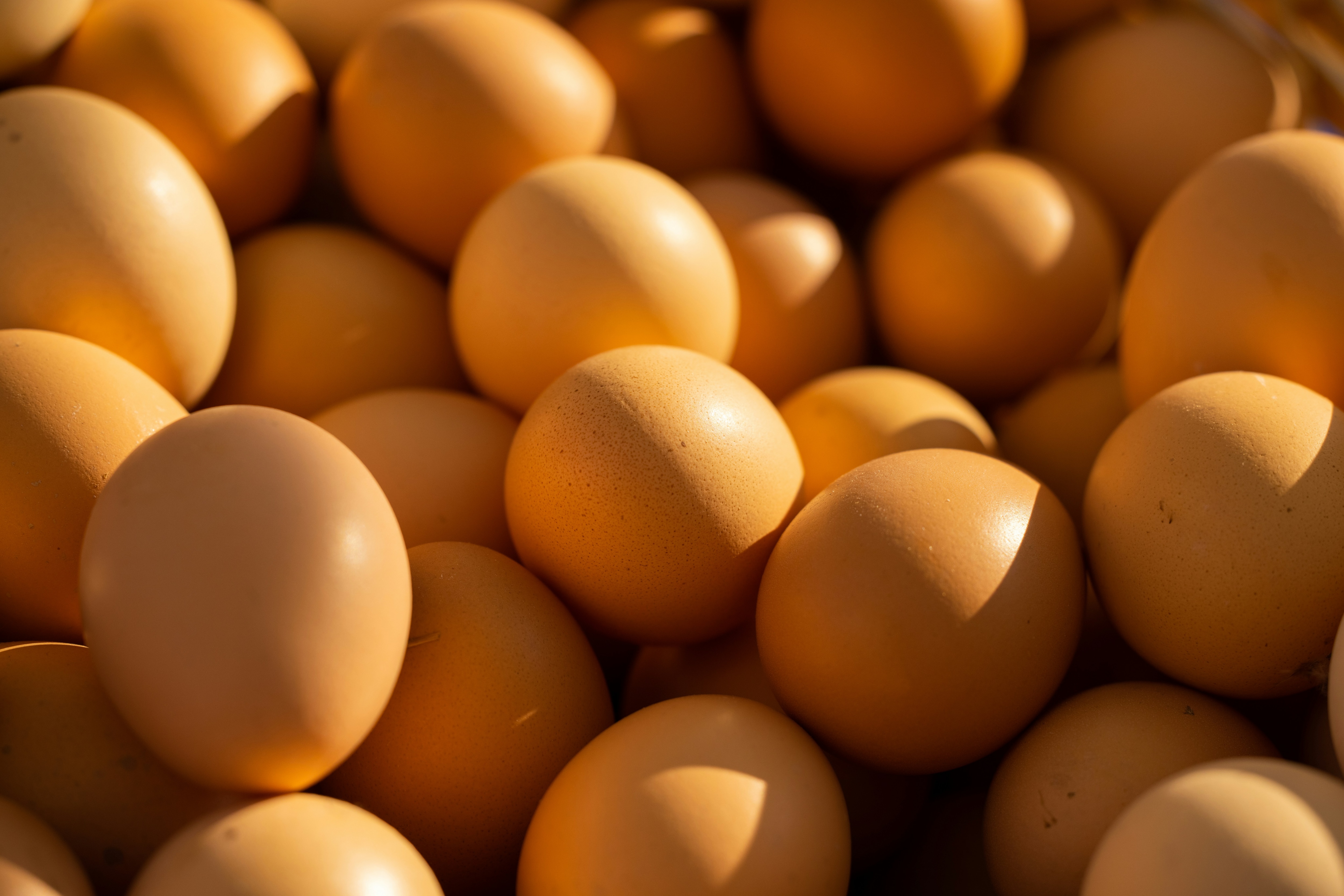 Rotten Egg