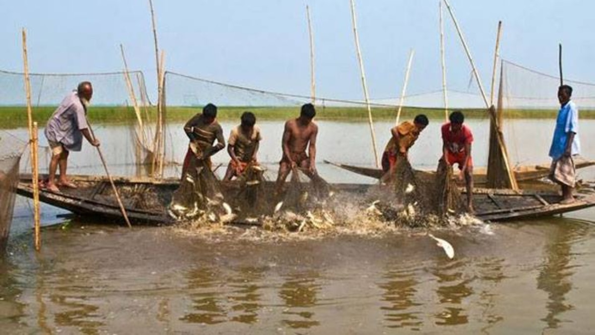 Hilsa Fish Bangladesh  Hilsa Fish Bangladesh