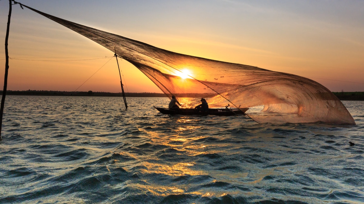 Hilsa Fish Bangladesh  Hilsa Fish Bangladesh