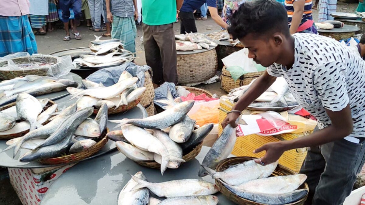 Hilsa Fish Bangladesh  Hilsa Fish Bangladesh