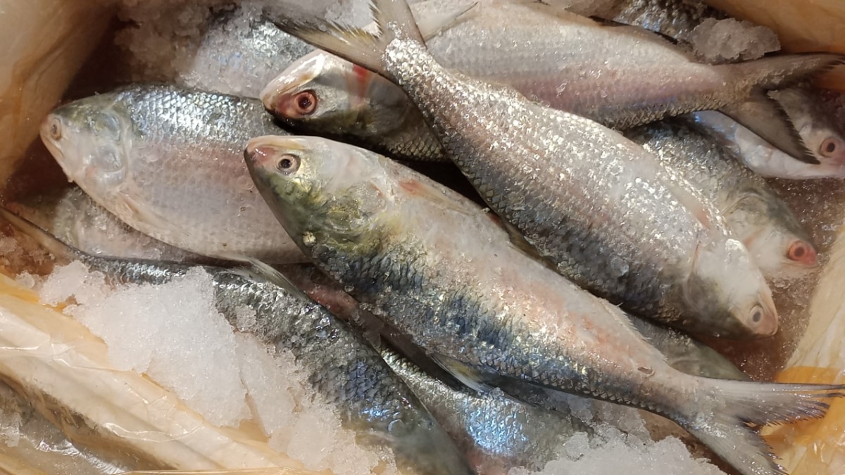 Hilsa Fish Bangladesh  Hilsa Fish Bangladesh