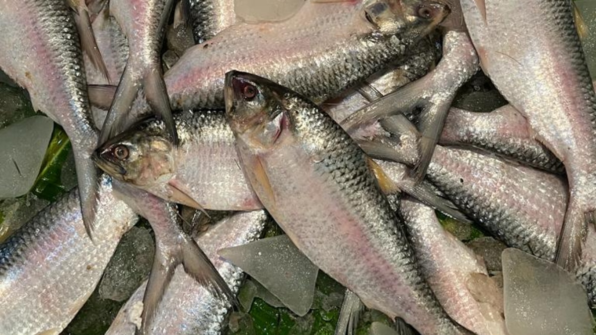Hilsa Fish Bangladesh  Hilsa Fish Bangladesh