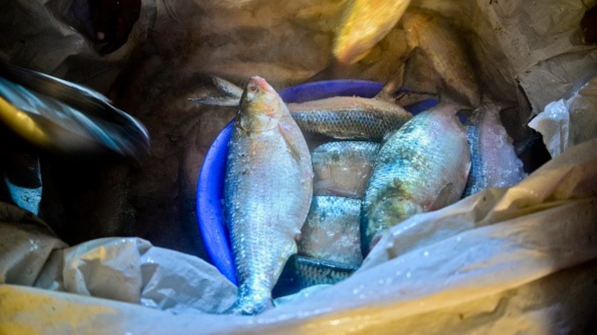 Hilsa Fish Bangladesh  Hilsa Fish Bangladesh