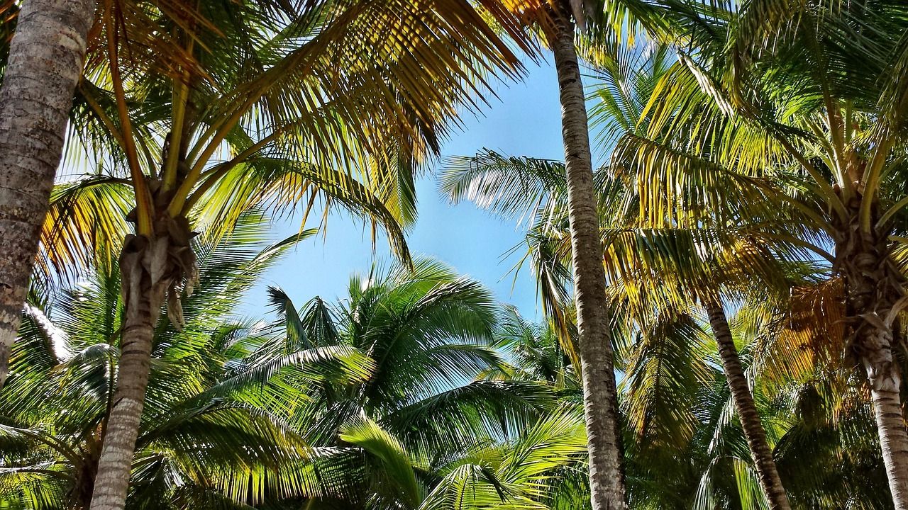 নারকেল গাছ নারকেল গাছ