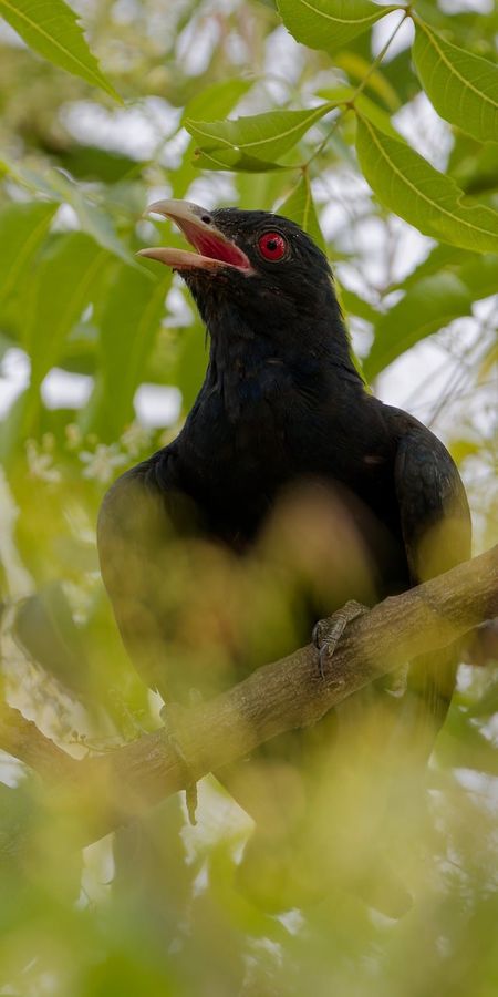  কোকিলের এই গুণ 