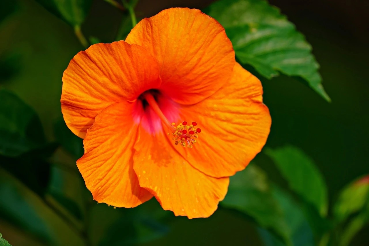 জবা গাছের পরিচর্যা কীভাবে করবেন? 