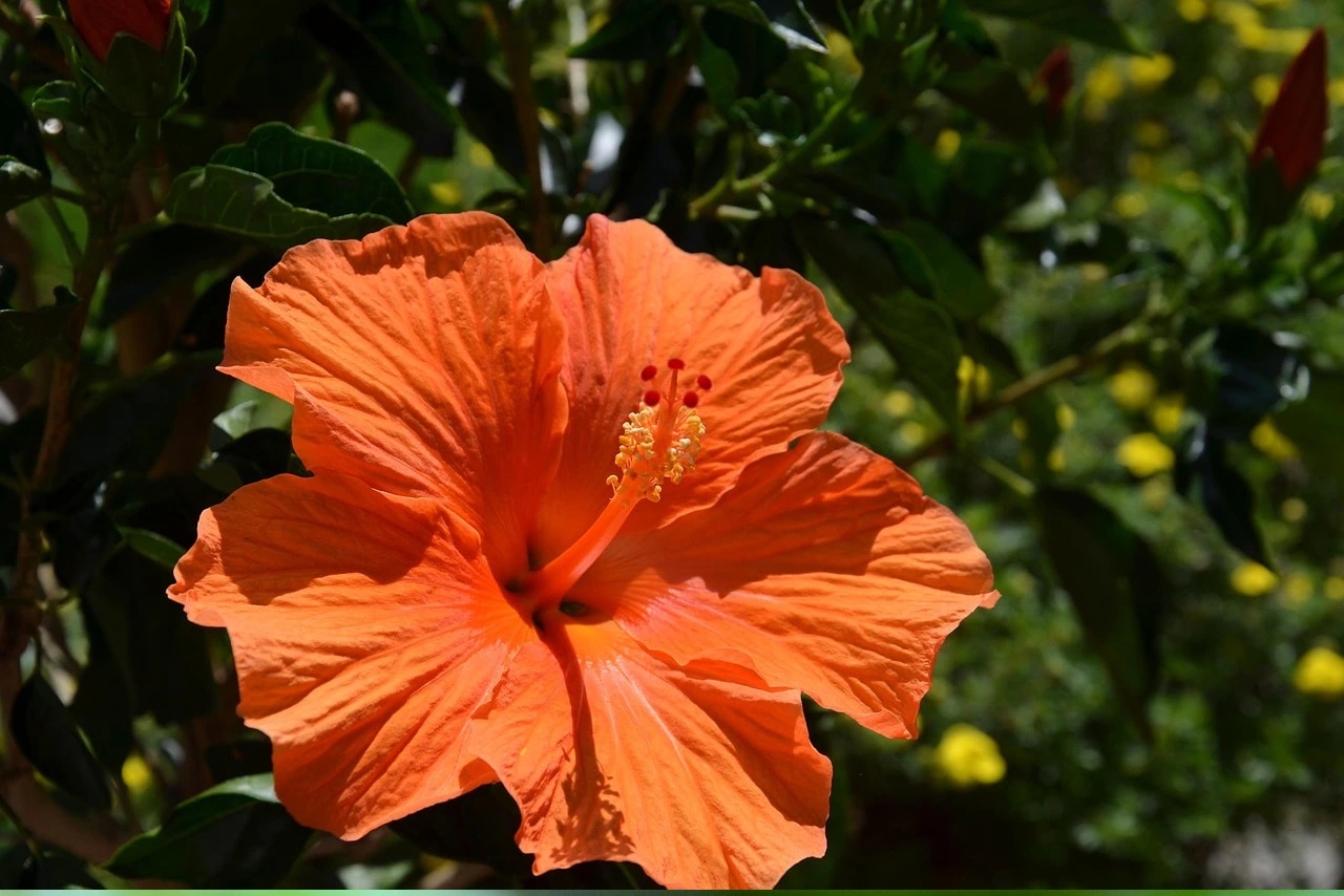 জবা গাছের পরিচর্যা কীভাবে করবেন? 