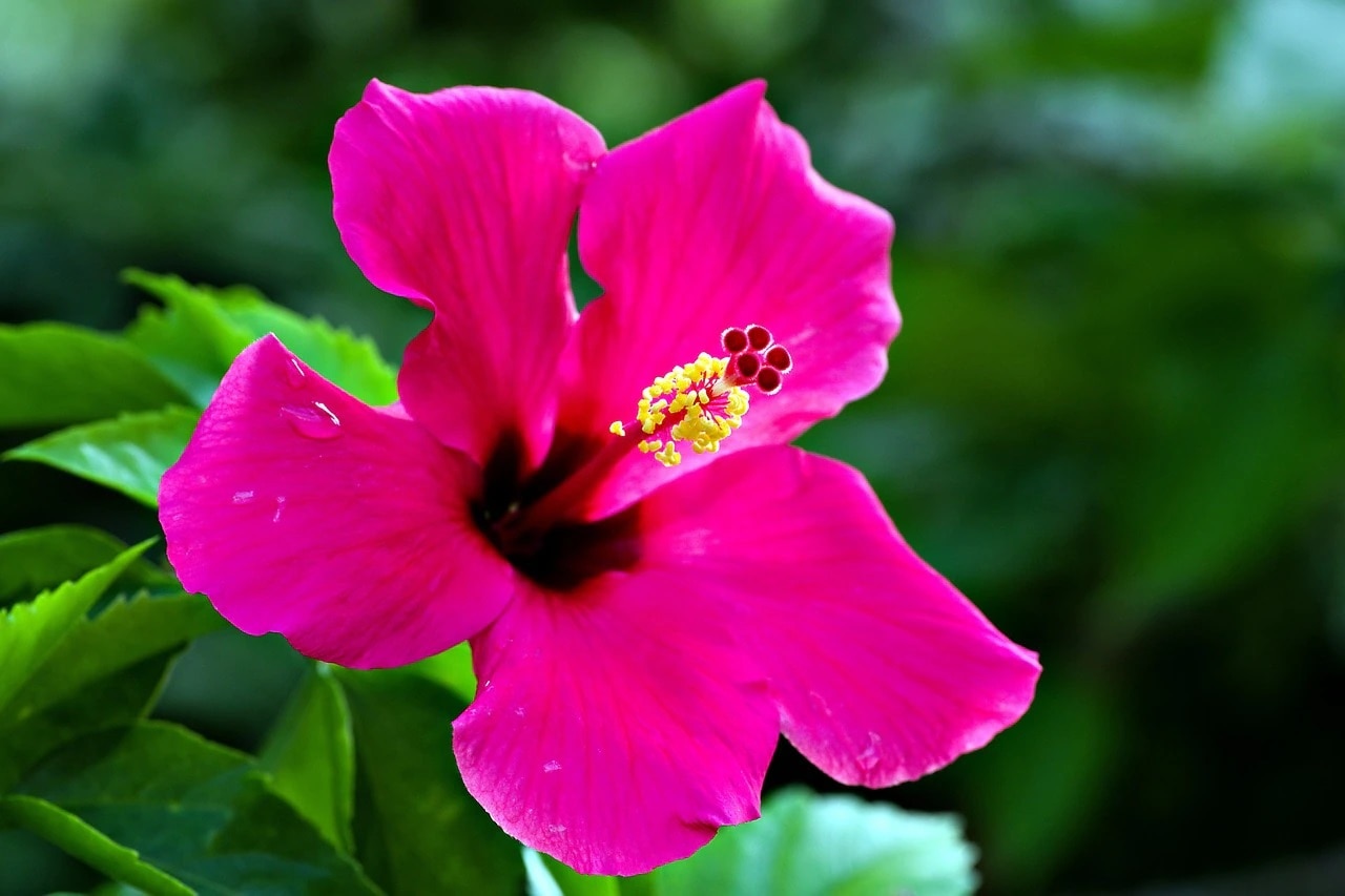 জবা গাছের পরিচর্যা কীভাবে করবেন? 