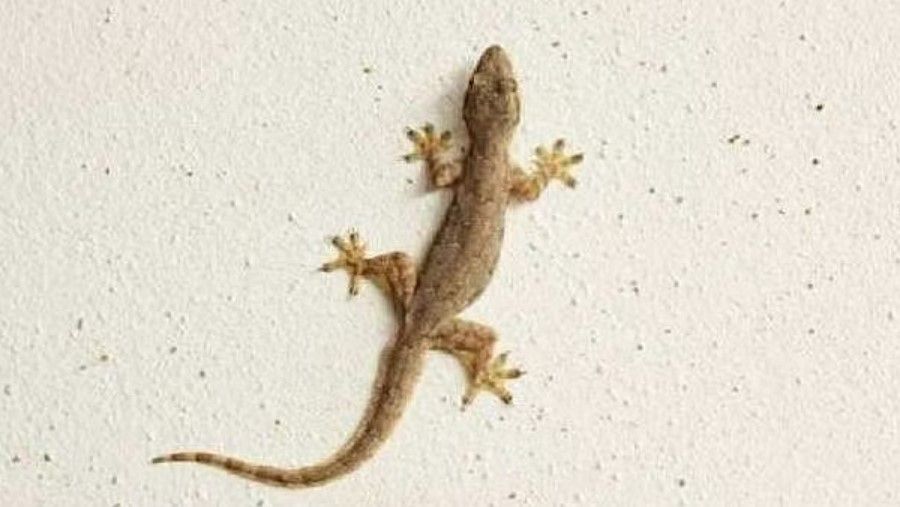 টিকটিকি যদি না নড়ে না টিকটিকি যদি না নড়ে না