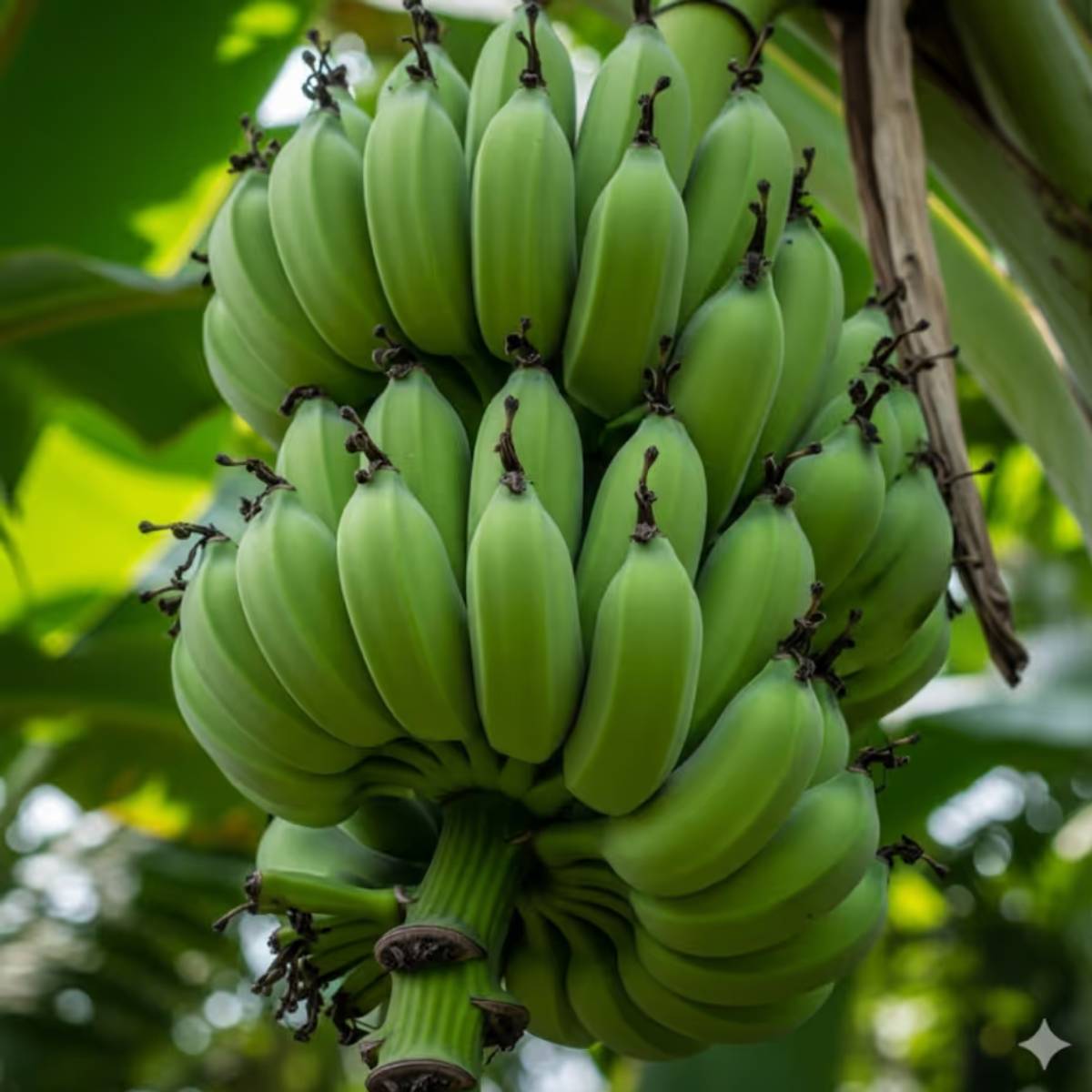 ৪. কাঁচা কলা: সবুজ কলাতে প্রচুর পরিমাণে প্রতিরোধী স্টার্চ থাকে। এগুলি খেলে লিভারের চর্বি কমাতে সাহায্য করে এবং অন্ত্রের স্বাস্থ্যের উন্নতি হয়।