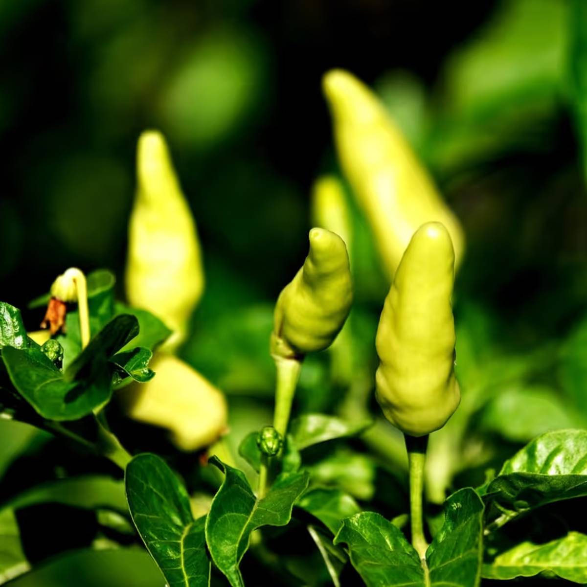 কাঁচা লঙ্কা তার ঝাঁঝালো স্বাদ এবং স্বাস্থ্য উপকারিতার জন্য খুবই জনপ্রিয়। যদি আপনার বাগানের জন্য জায়গা না থাকে, তাহলে আপনি সহজেই টবে চাষ করতে পারেন।
