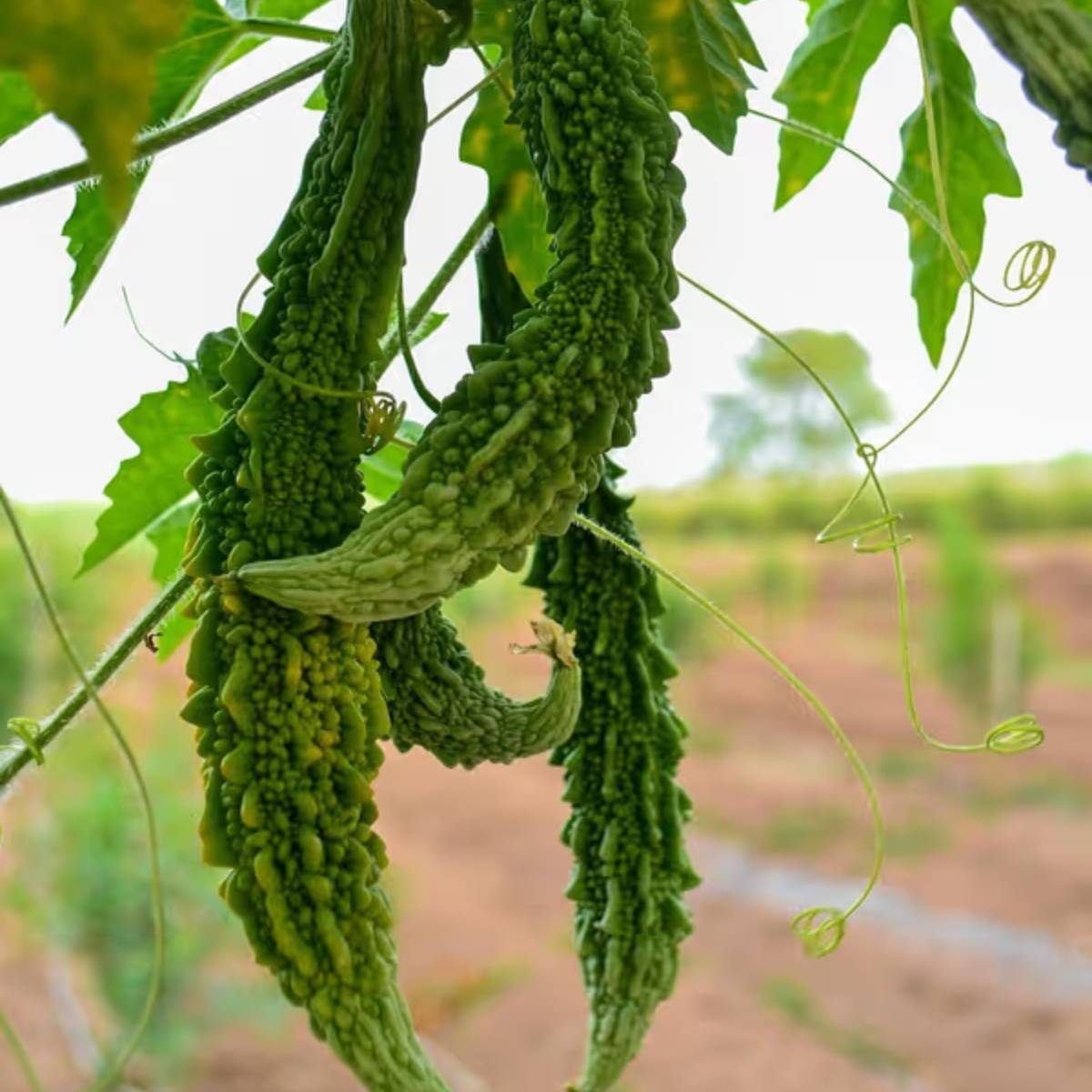 এইভাবে, আপনি সারা বছর ধরে তাজা করলা উপভোগ করতে পারবেন। আপনি সহজ পদ্ধতি ব্যবহার করে বাড়িতেও করলা চাষ করতে পারেন।