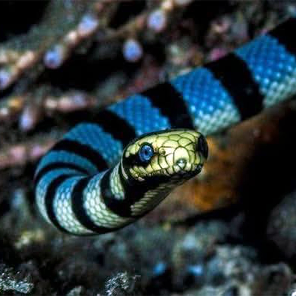 snake remedies snake remedies