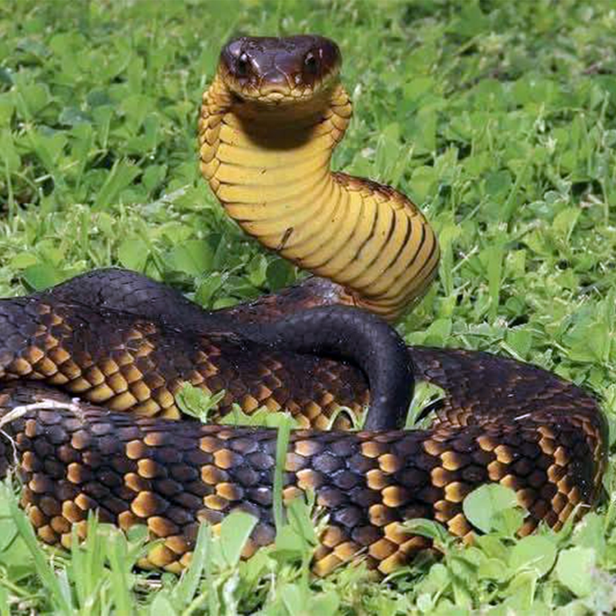 snake saap  snake saap